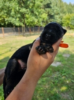 vom Trojangold, hodowla Owczarków Niemieckich Długowłosych