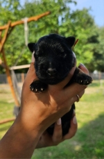 vom Trojangold, hodowla Owczarków Niemieckich Długowłosych