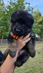 vom Trojangold, hodowla Owczarków Niemieckich Długowłosych