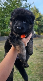 vom Trojangold, hodowla Owczarków Niemieckich Długowłosych