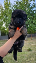 vom Trojangold, hodowla Owczarków Niemieckich Długowłosych