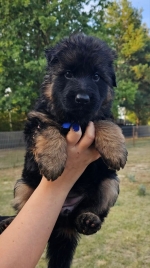 vom Trojangold, hodowla Owczarków Niemieckich Długowłosych