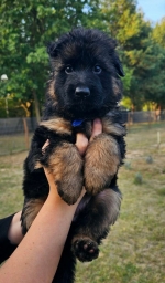 vom Trojangold, hodowla Owczarków Niemieckich Długowłosych