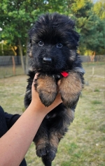 vom Trojangold, hodowla Owczarków Niemieckich Długowłosych