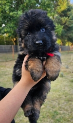 vom Trojangold, hodowla Owczarków Niemieckich Długowłosych