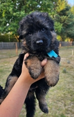 vom Trojangold, hodowla Owczarków Niemieckich Długowłosych