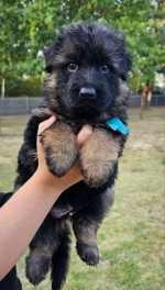 vom Trojangold, hodowla Owczarków Niemieckich Długowłosych