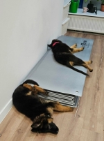 vom Trojangold, hodowla Owczarków Niemieckich Długowłosych