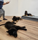 vom Trojangold, hodowla Owczarków Niemieckich Długowłosych