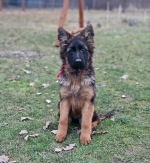 vom Trojangold, hodowla Owczarków Niemieckich Długowłosych