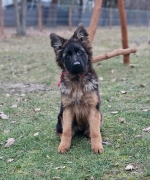 vom Trojangold, hodowla Owczarków Niemieckich Długowłosych