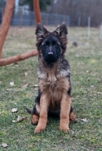 vom Trojangold, hodowla Owczarków Niemieckich Długowłosych