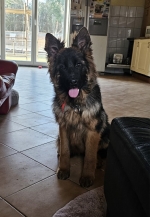 vom Trojangold, hodowla Owczarków Niemieckich Długowłosych