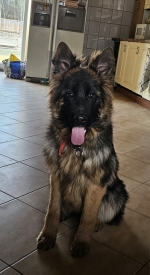 vom Trojangold, hodowla Owczarków Niemieckich Długowłosych