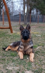 vom Trojangold, hodowla Owczarków Niemieckich Długowłosych