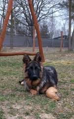 vom Trojangold, hodowla Owczarków Niemieckich Długowłosych