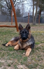 vom Trojangold, hodowla Owczarków Niemieckich Długowłosych