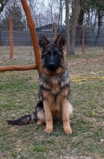 vom Trojangold, hodowla Owczarków Niemieckich Długowłosych