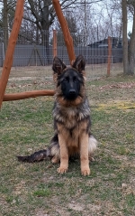 vom Trojangold, hodowla Owczarków Niemieckich Długowłosych