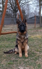 vom Trojangold, hodowla Owczarków Niemieckich Długowłosych