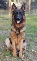 vom Trojangold, hodowla Owczarków Niemieckich Długowłosych