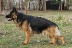 vom Trojangold, hodowla Owczarków Niemieckich Długowłosych