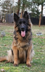 vom Trojangold, hodowla Owczarków Niemieckich Długowłosych