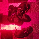 vom Trojangold, hodowla Owczarków Niemieckich Długowłosych