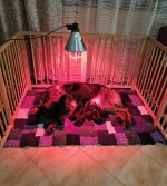 vom Trojangold, hodowla Owczarków Niemieckich Długowłosych