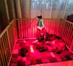 vom Trojangold, hodowla Owczarków Niemieckich Długowłosych