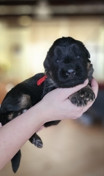 vom Trojangold, hodowla Owczarków Niemieckich Długowłosych