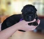 vom Trojangold, hodowla Owczarków Niemieckich Długowłosych