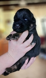 vom Trojangold, hodowla Owczarków Niemieckich Długowłosych