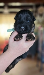 vom Trojangold, hodowla Owczarków Niemieckich Długowłosych