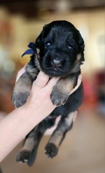 vom Trojangold, hodowla Owczarków Niemieckich Długowłosych