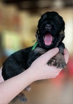 vom Trojangold, hodowla Owczarków Niemieckich Długowłosych