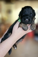 vom Trojangold, hodowla Owczarków Niemieckich Długowłosych