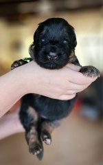 vom Trojangold, hodowla Owczarków Niemieckich Długowłosych