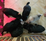 vom Trojangold, hodowla Owczarków Niemieckich Długowłosych