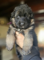 vom Trojangold, hodowla Owczarków Niemieckich Długowłosych