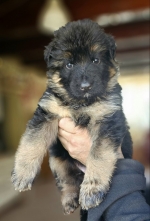 vom Trojangold, hodowla Owczarków Niemieckich Długowłosych