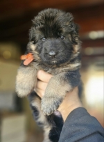 vom Trojangold, hodowla Owczarków Niemieckich Długowłosych