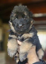 vom Trojangold, hodowla Owczarków Niemieckich Długowłosych