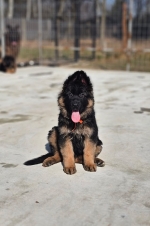 vom Trojangold, hodowla Owczarków Niemieckich Długowłosych