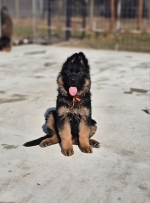 vom Trojangold, hodowla Owczarków Niemieckich Długowłosych