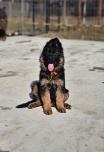 vom Trojangold, hodowla Owczarków Niemieckich Długowłosych