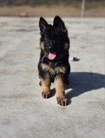 vom Trojangold, hodowla Owczarków Niemieckich Długowłosych