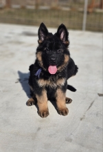 vom Trojangold, hodowla Owczarków Niemieckich Długowłosych