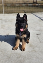 vom Trojangold, hodowla Owczarków Niemieckich Długowłosych