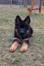 vom Trojangold, hodowla Owczarków Niemieckich Długowłosych